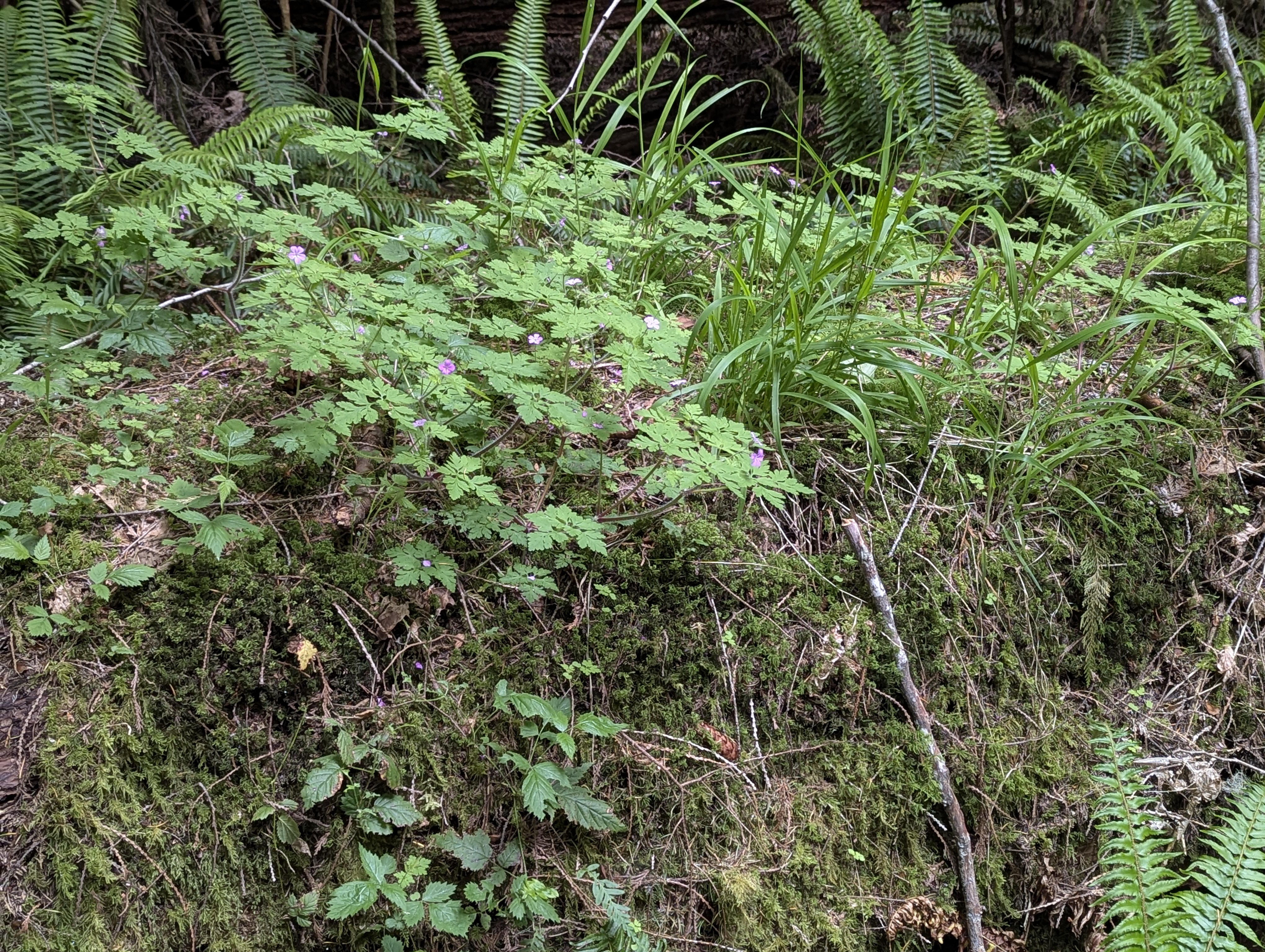 Birthday Trip to Canada, Cathedral Grove, Vancouver Island